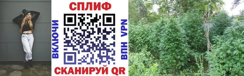 купить   Грайворон  kraken   Канабис Amnesia 